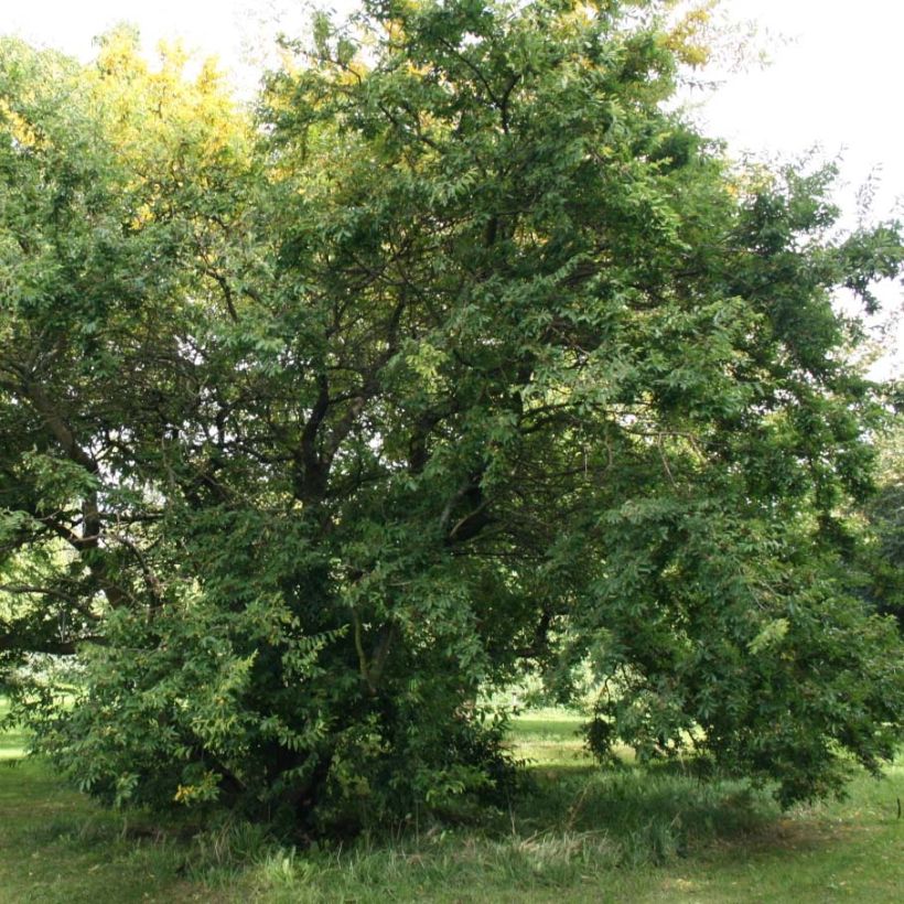 Hemiptelea davidii - Olmo Chino (Porte)