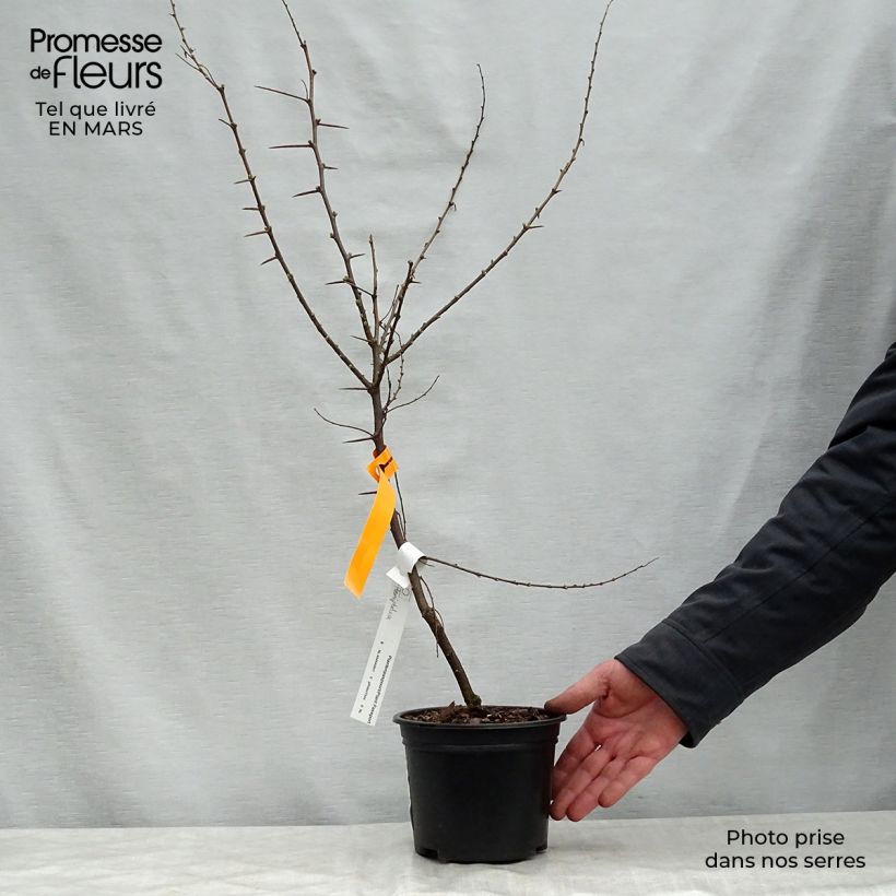 Hemiptelea davidii - Olmo Chino Maceta 2L/3L Ejemplar entregado en la primavera