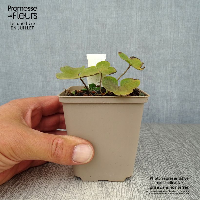 Ejemplar de Hepatica nobilis - Hepática común Maceta de 8/9 cm entregado en verano