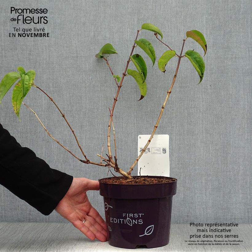 Ejemplar de Flor de siete hijos Tianshan -Heptacodium miconioides Maceta 3L/4L entregado en otoño