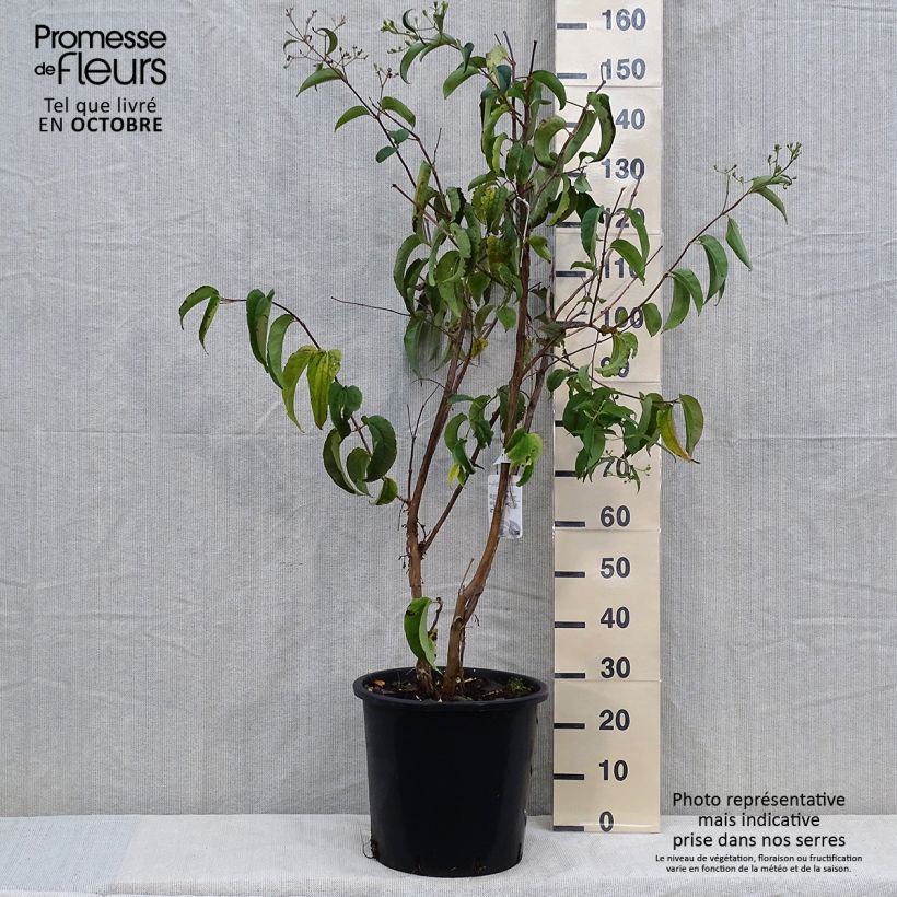 Ejemplar de Flor de siete hijos - Heptacodium miconioides Maceta 20L/25L entregado en otoño