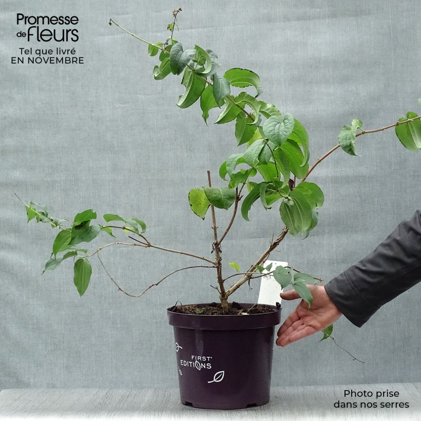 Ejemplar de Flor de siete hijos - Heptacodium miconioides Maceta 3L/4L entregado en otoño