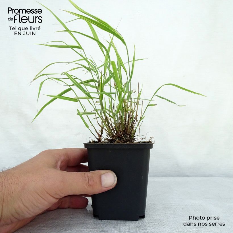 Ejemplar de Hakonechloa macra Albostriata Maceta de 8/9 cm entregado en verano