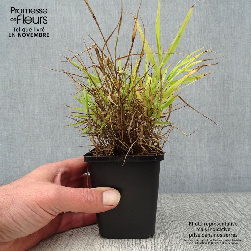 Ejemplar de Hakonechloa macra All Gold Maceta de 8/9 cm entregado en otoño