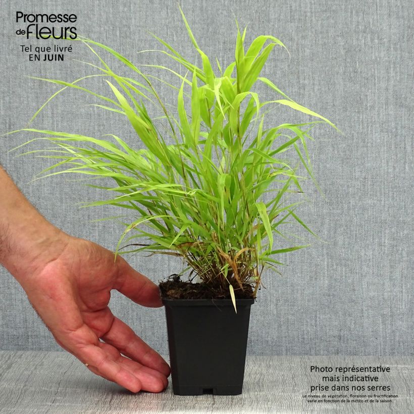 Ejemplar de Hakonechloa macra All Gold Maceta de 8/9 cm entregado en verano