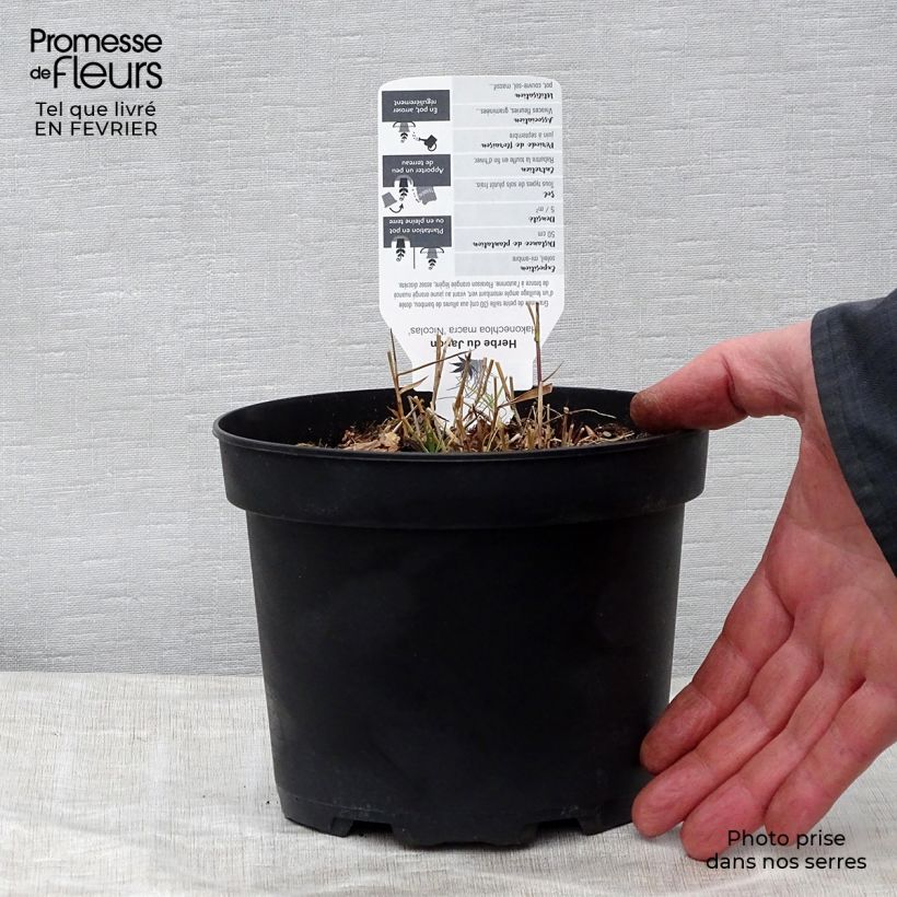 Hakonechloa macra Nicolas Maceta 2L/3L Ejemplar entregado en invierno
