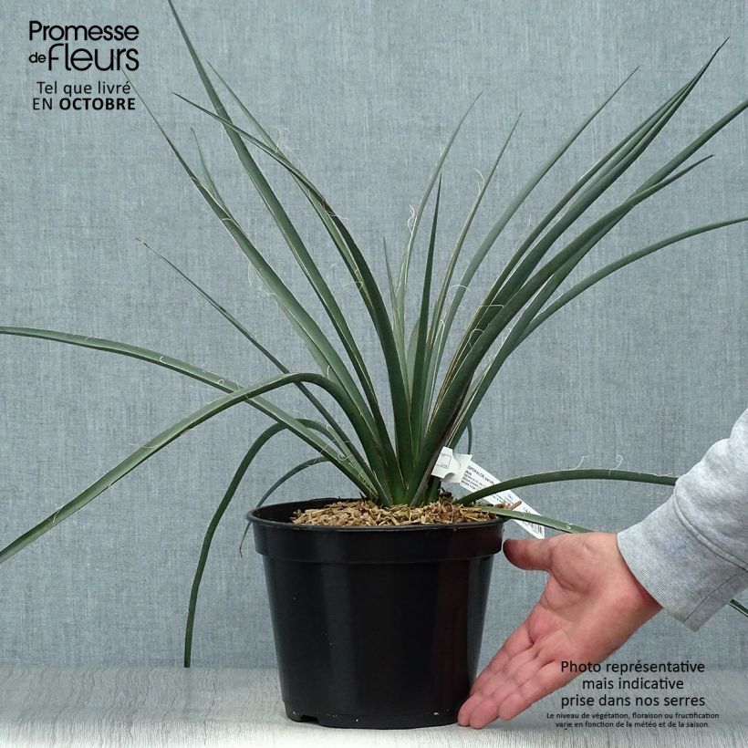 Ejemplar de Hesperaloe parviflora Rubra - Yuca Roja Maceta 2L/3L entregado en otoño