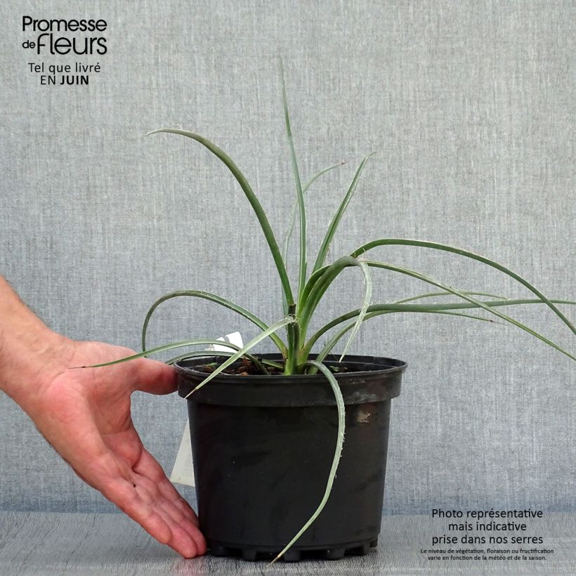Ejemplar de Hesperaloe parviflora Rose des Sables - Yuca Roja Maceta 2L/3L entregado en verano