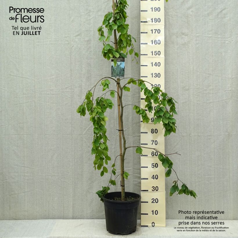 Ejemplar de Fagus sylvatica Pendula - Haya llorona Maceta 18L/20LAltura de entrega aprox. 190cm entregado en verano