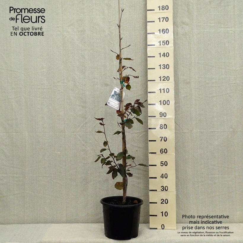 Ejemplar de Haya común Riversii - Fagus sylvatica Maceta 12L/15L entregado en otoño