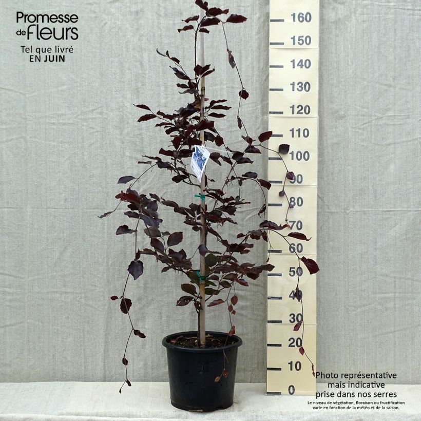 Haya común Riversii - Fagus sylvatica Maceta 12L/15LAltura de entrega aprox. 150+cm Ejemplar entregado en la primavera