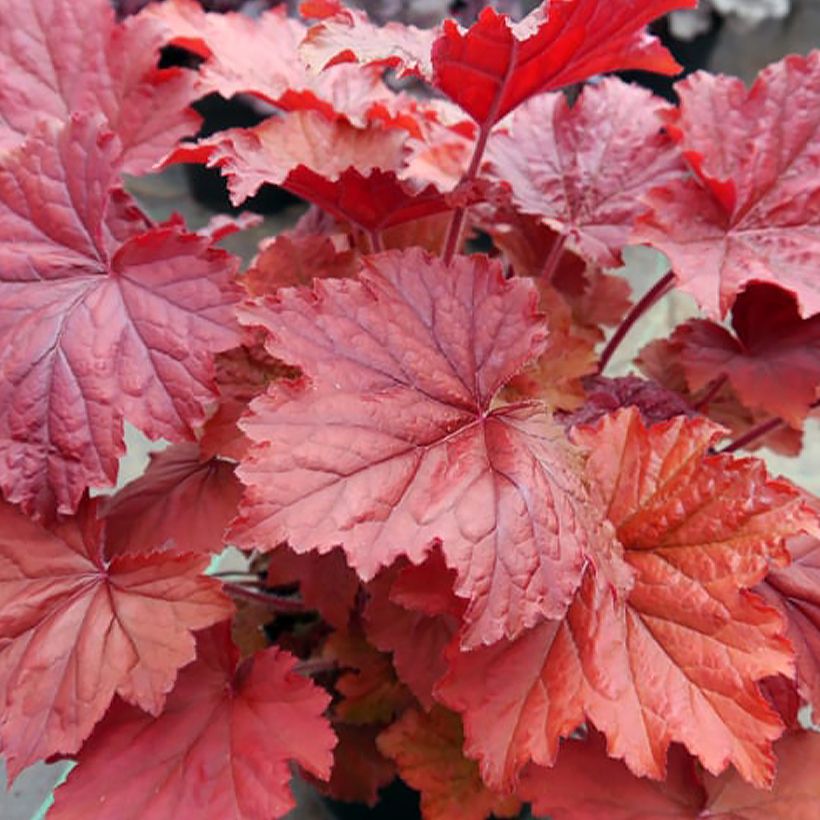 Heuchera Bloody Dinosaur (Follaje)