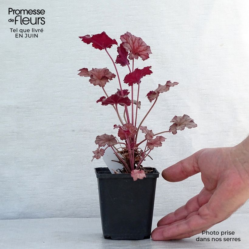 Ejemplar de Heuchera Caribbean Sea Maceta de 8/9 cm entregado en verano