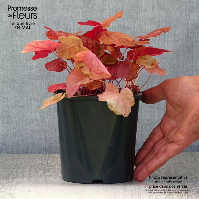 Heuchera Caribbean Sea Maceta 2L/3L Ejemplar entregado en la primavera