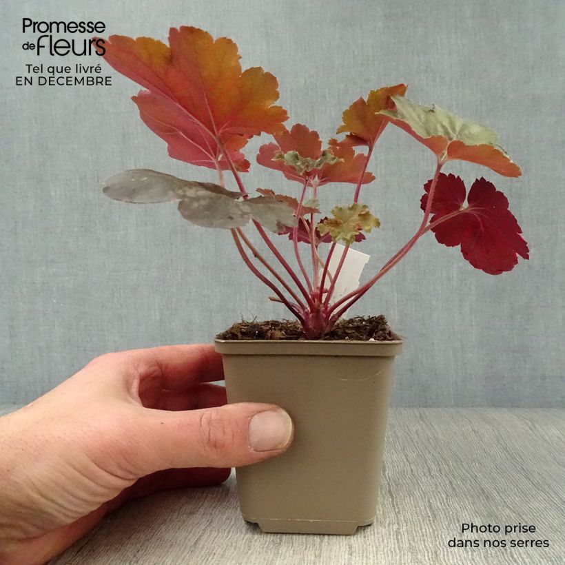 Heuchera Cherry Cola Maceta de 8/9 cm Ejemplar entregado en invierno