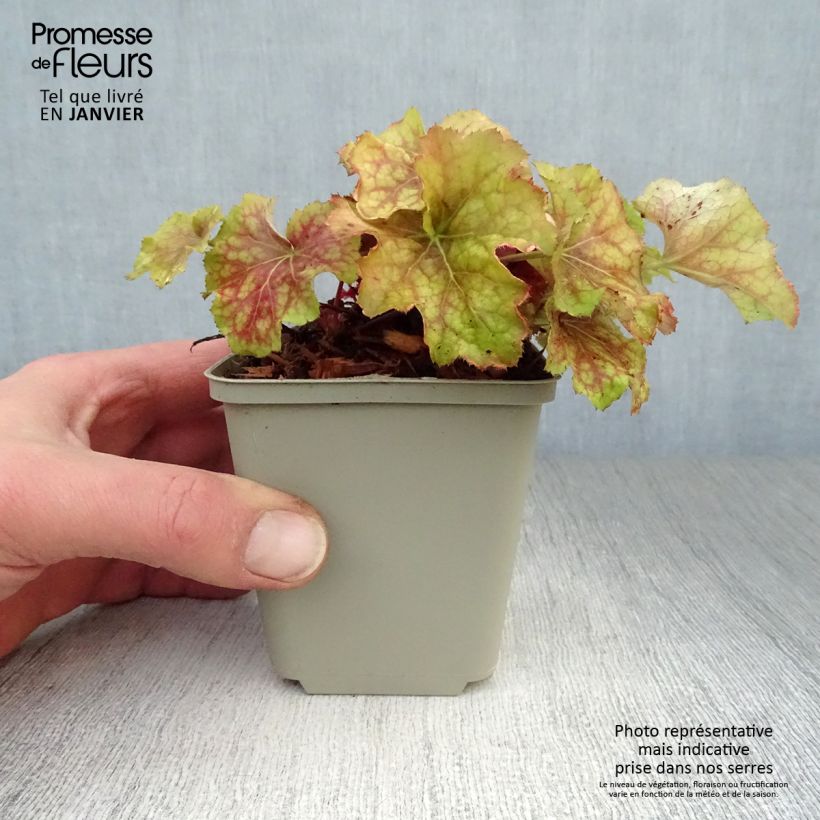 Heuchera Happy Flames Maceta de 8/9 cm Ejemplar entregado en invierno
