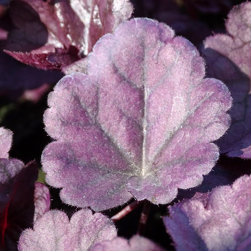 Heuchera Dolce Wildberry (Follaje)