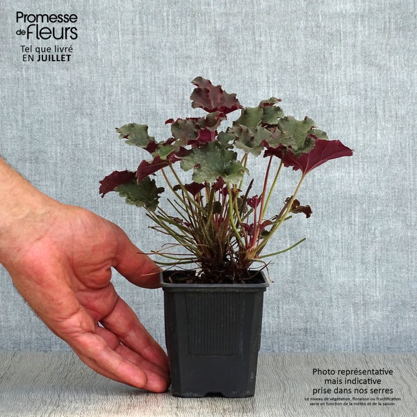 Ejemplar de Heuchera micrantha Cappuccino Maceta de 8/9 cm entregado en verano