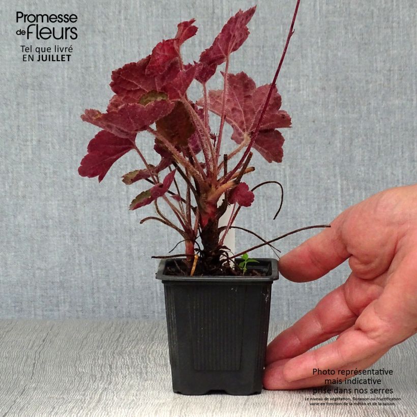 Ejemplar de Heuchera micrantha var.diversifolia Palace Purple Maceta de 7/8 cm entregado en verano