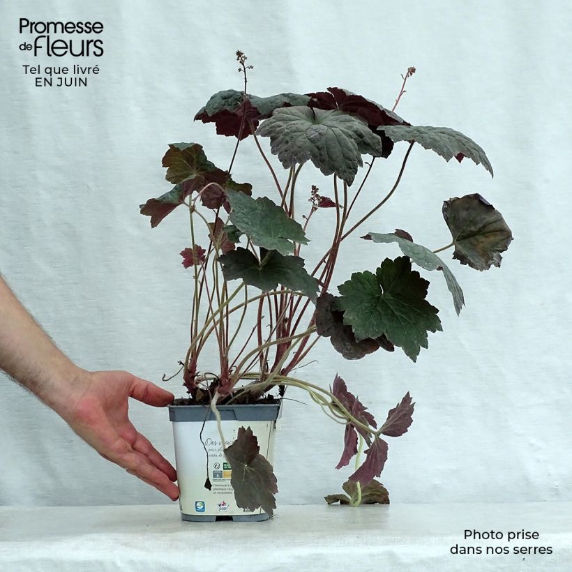 Ejemplar de Heuchera micrantha var.diversifolia Palace Purple Maceta 2L/3L entregado en verano