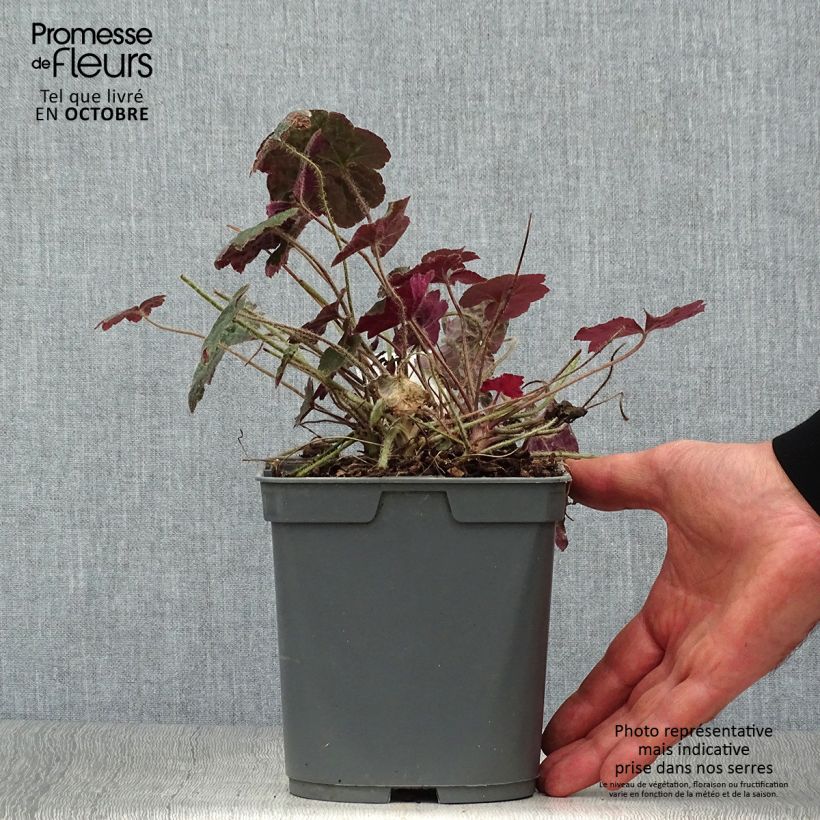 Ejemplar de Heuchera micrantha var.diversifolia Palace Purple Maceta 2L/3L entregado en otoño