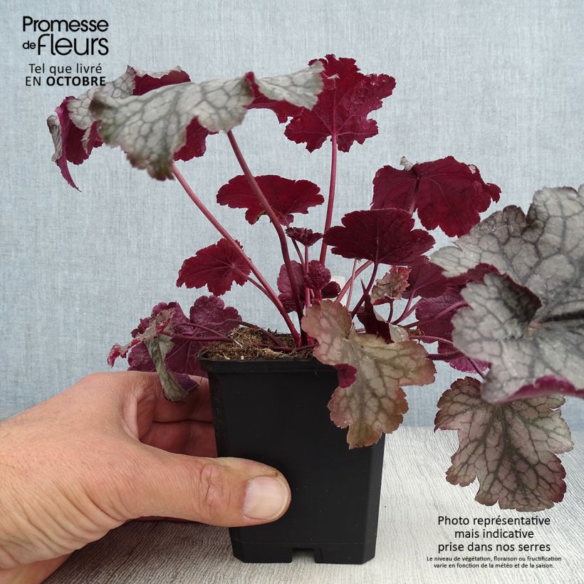 Ejemplar de Heuchera Amethyst Myst Maceta de 8/9 cm entregado en otoño