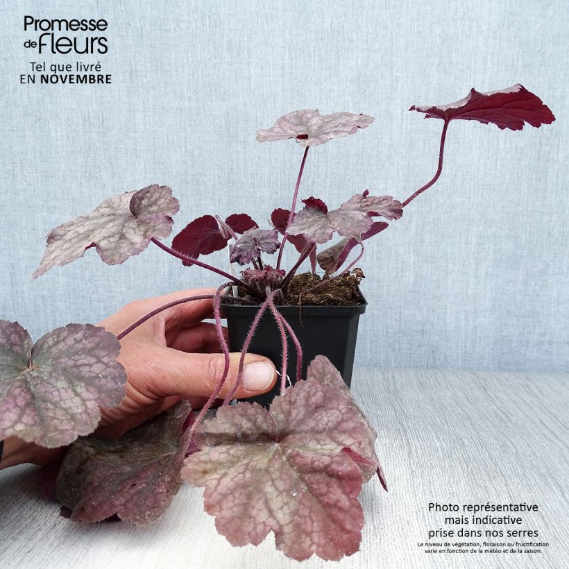 Ejemplar de Heuchera Beaujolais Maceta de 8/9 cm entregado en otoño