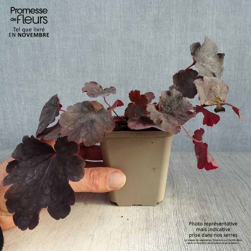 Ejemplar de Heuchera Bella Notte Maceta de 8/9 cm entregado en otoño