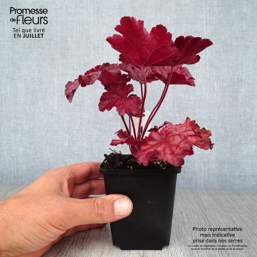 Ejemplar de Heuchera Berry Smoothie Maceta de 8/9 cm entregado en verano