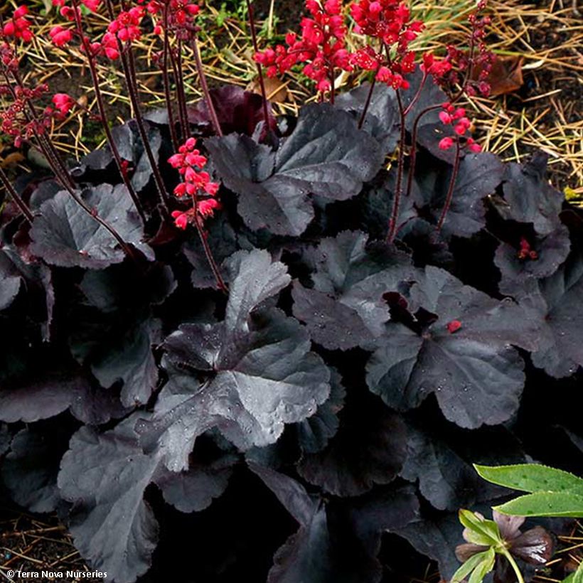 Heuchera Black Forest Cake (Follaje)