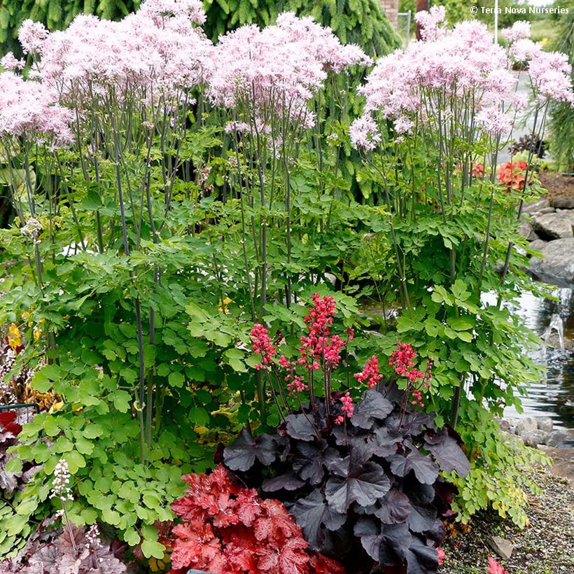 Heuchera Black Forest Cake (Porte)