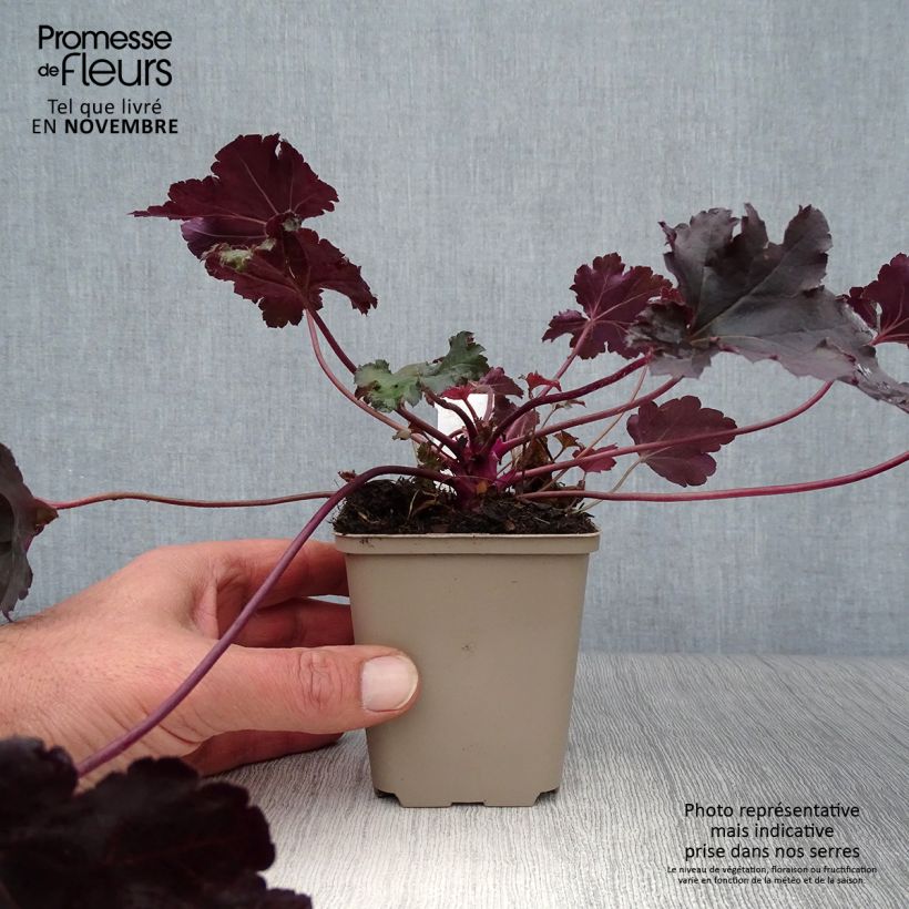 Ejemplar de Heuchera Black Pearl Maceta de 8/9 cm entregado en otoño