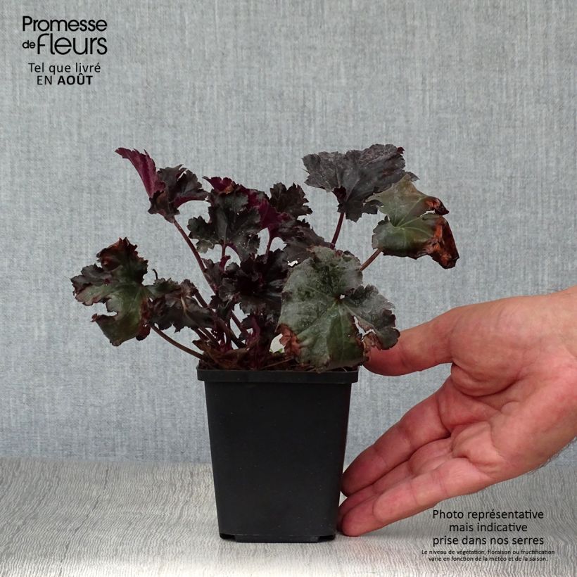 Ejemplar de Heuchera Black Pearl Maceta de 8/9 cm entregado en verano