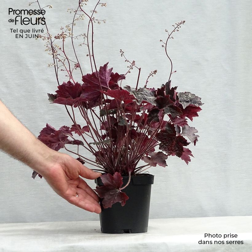 Ejemplar de Heuchera Blackout Maceta 2L/3L entregado en verano