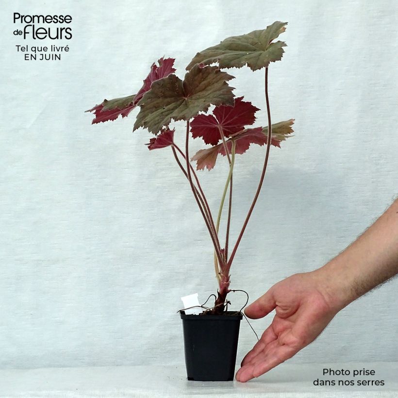 Ejemplar de Heuchera villosa Bronze Beauty Maceta de 8/9 cm entregado en verano