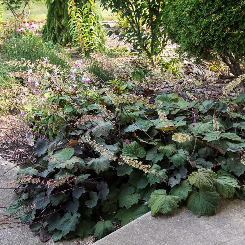 Heuchera Brownies (Porte)