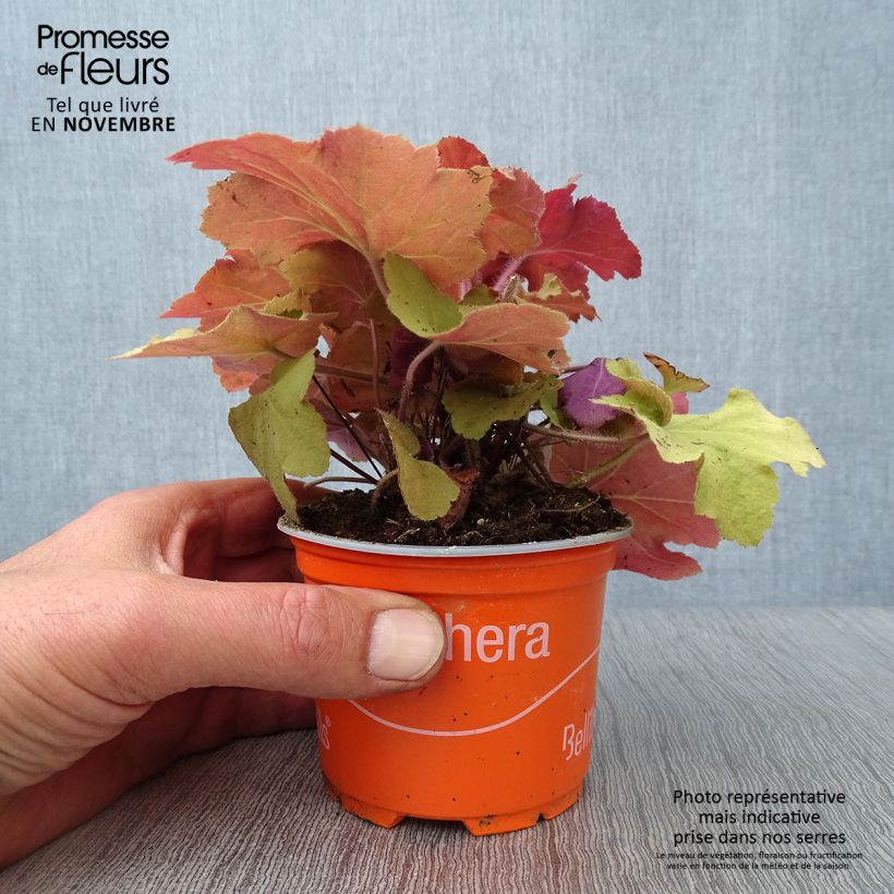 Ejemplar de Heuchera Caramel Maceta de 8/9 cm entregado en otoño