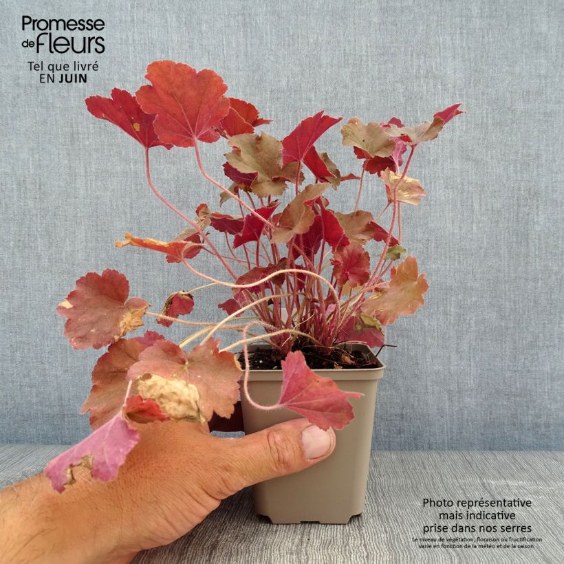 Ejemplar de Heuchera Caramel Maceta de 8/9 cm entregado en verano