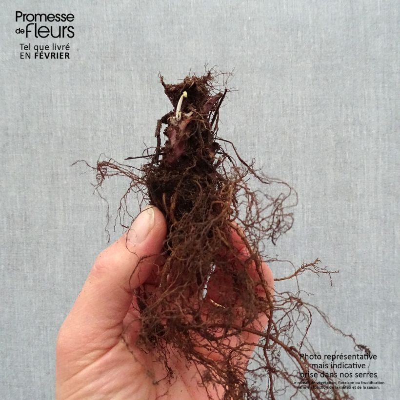 Heuchera Caramel Raíces desnudas Ejemplar entregado en invierno