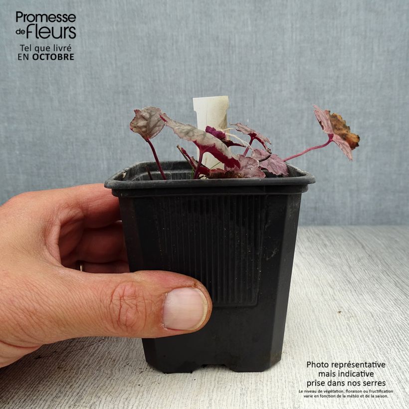 Ejemplar de Heuchera Cascade Dawn Maceta de 8/9 cm entregado en otoño