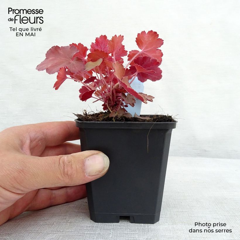 Heuchera Cherry Cola Maceta de 8/9 cm Ejemplar entregado en la primavera