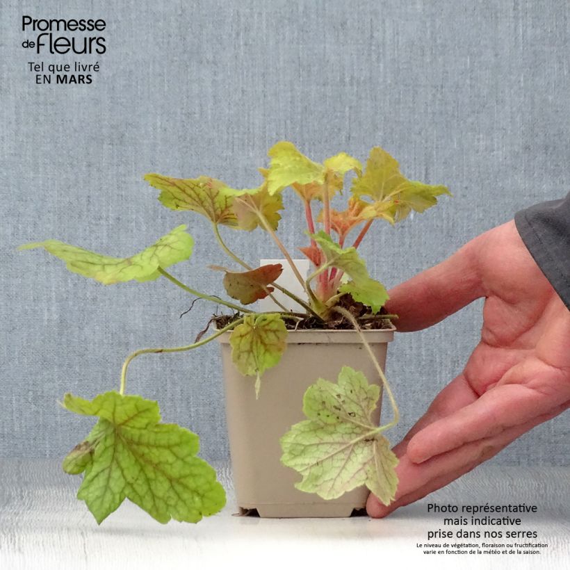 Heuchera Electric Lime Maceta de 8/9 cm Ejemplar entregado en la primavera