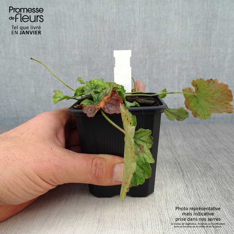 Heuchera Flower Power Maceta de 8/9 cm Ejemplar entregado en invierno