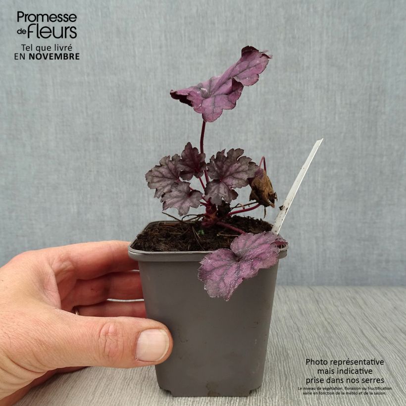 Ejemplar de Heuchera Forever Purple Maceta de 8/9 cm entregado en otoño