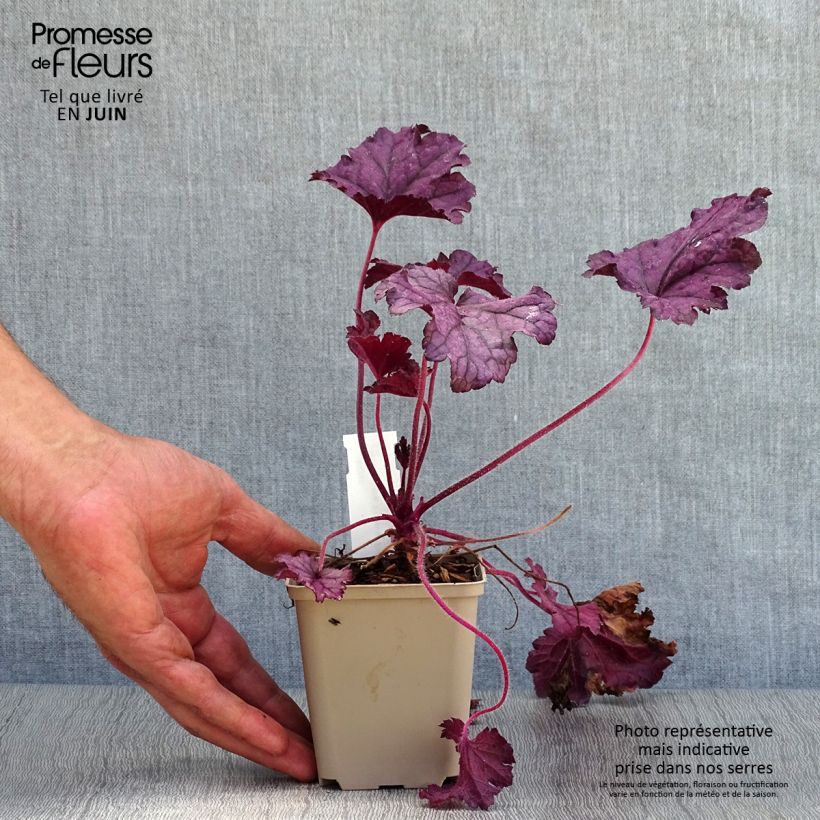 Ejemplar de Heuchera Forever Purple Maceta de 8/9 cm entregado en verano