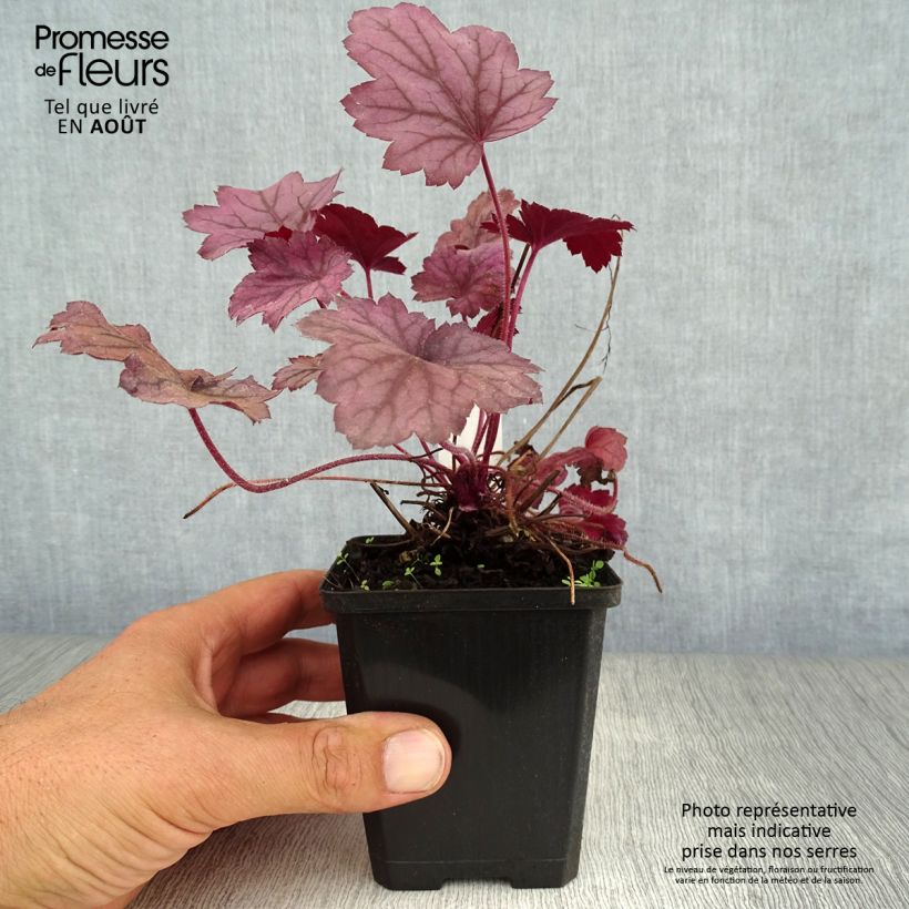 Ejemplar de Heuchera Georgia Plum Maceta de 8/9 cm entregado en verano