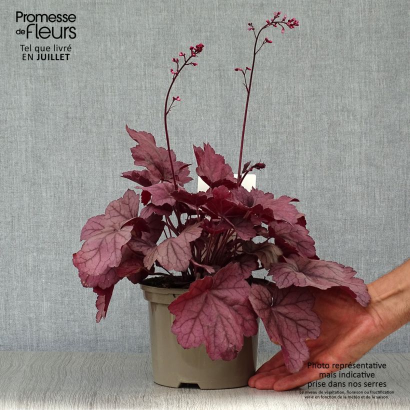 Ejemplar de Heuchera Georgia Plum Maceta 2L/3L entregado en verano