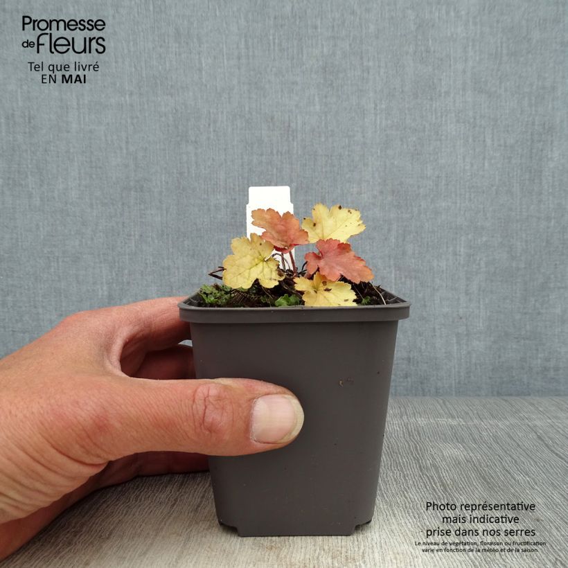 Heuchera Ginger Peach Maceta de 8/9 cm Ejemplar entregado en la primavera