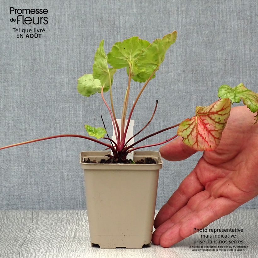 Ejemplar de Heuchera Green Spice Maceta de 8/9 cm entregado en verano