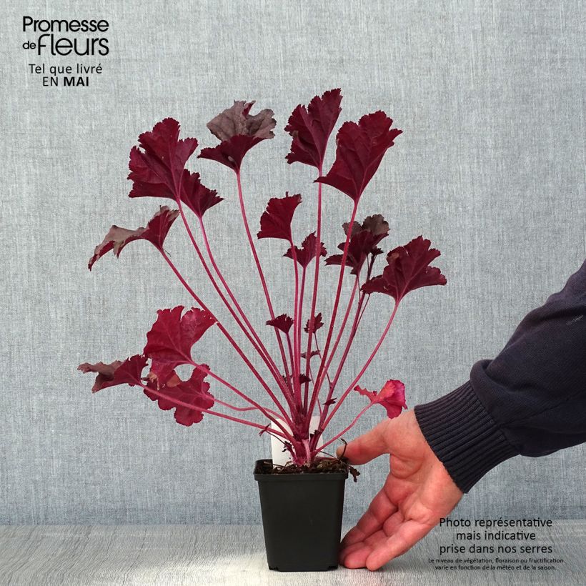 Heuchera Dark Secret Maceta de 8/9 cm Ejemplar entregado en la primavera